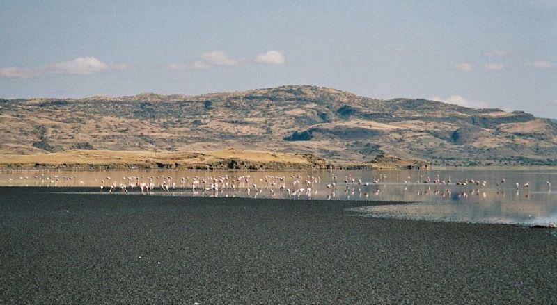 Flamingos at Lake Natron Shore