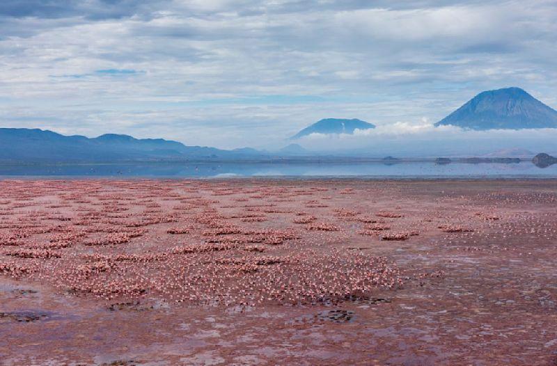 Ol Doinyo Lengai Volcano with Flamingos