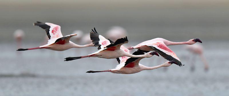 Lesser Flamingos in Flight