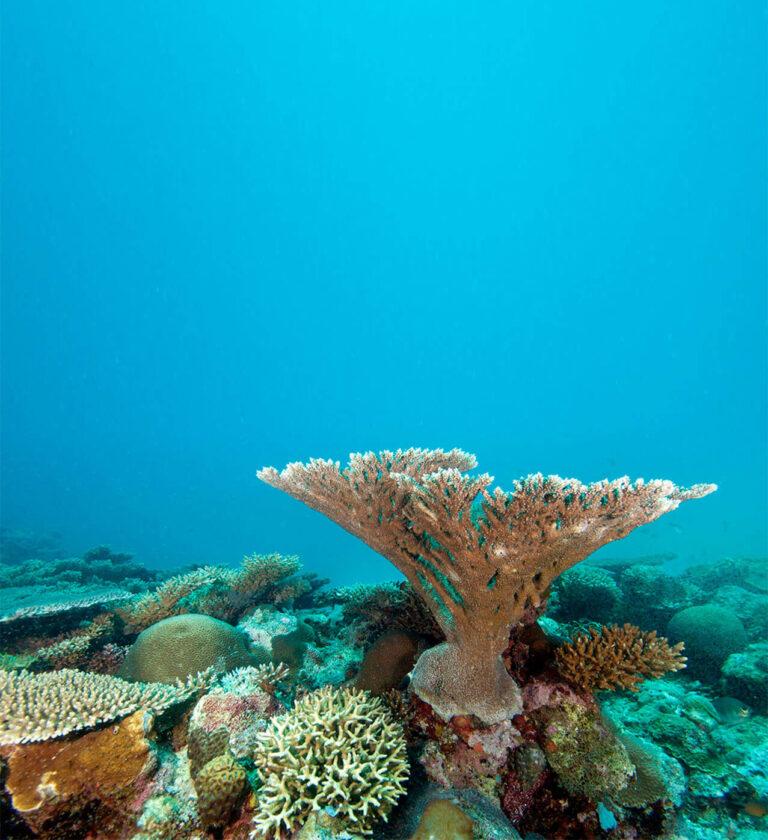 Kinasi Lodge Diving