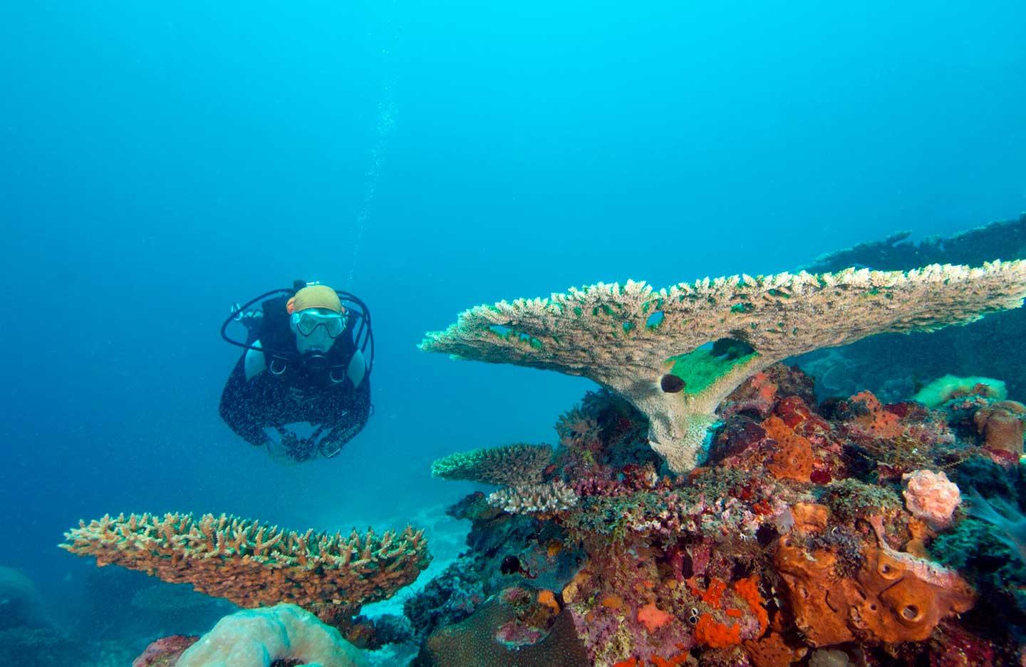 Underwater Marine Life