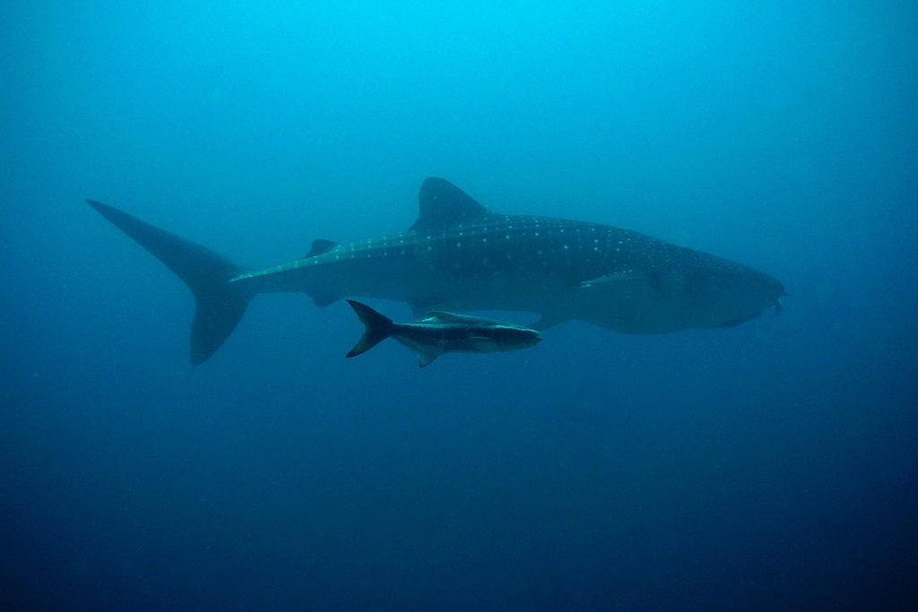 Whale Shark Swimming