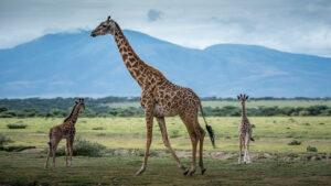 Zebra at Lake Manyara