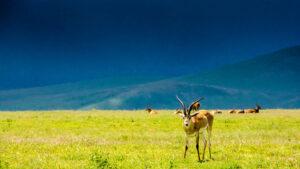 Manyara Wildlife Safari
