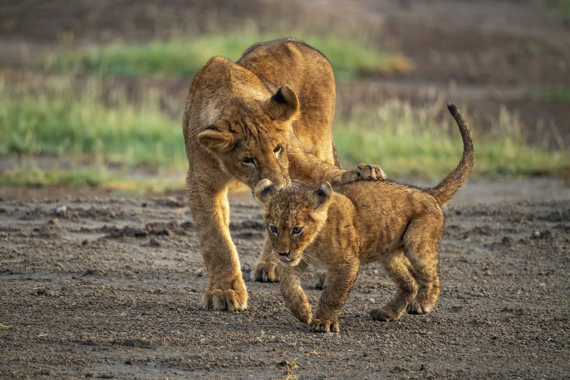 Safari scene 2