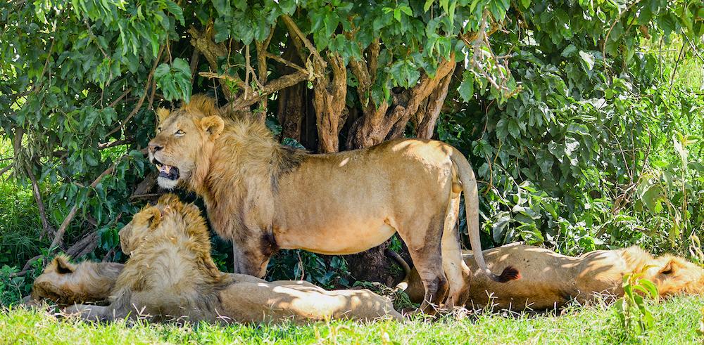 Big Five Safari