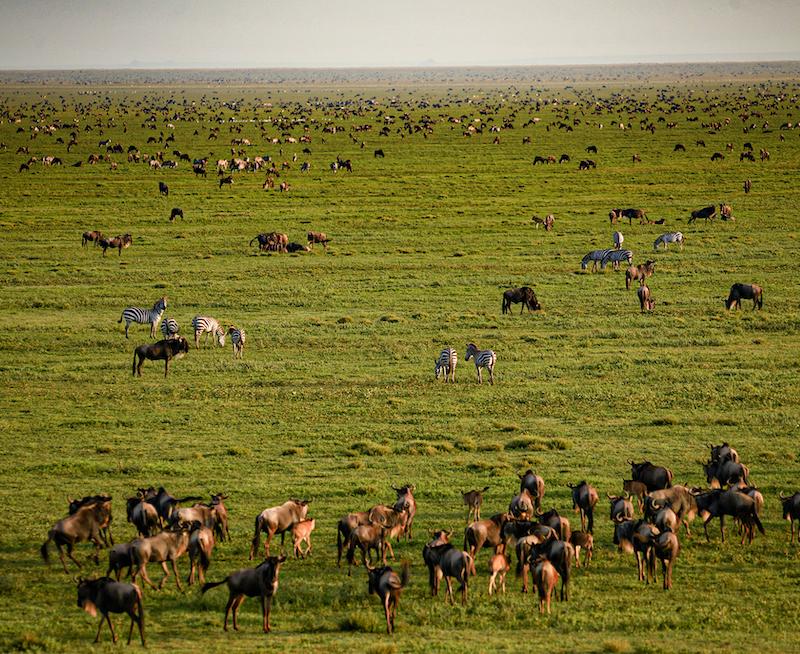 Crater Wildlife