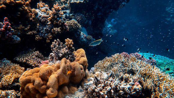 Pemba Wildlife Safari
