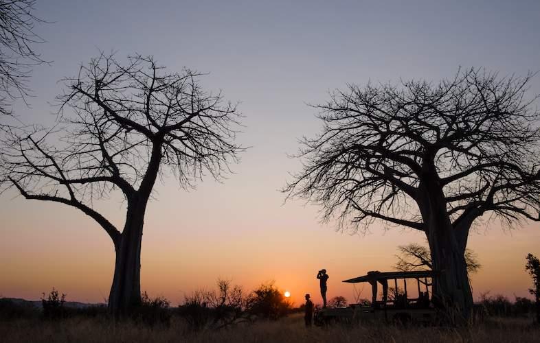 Baobabs of Ruaha