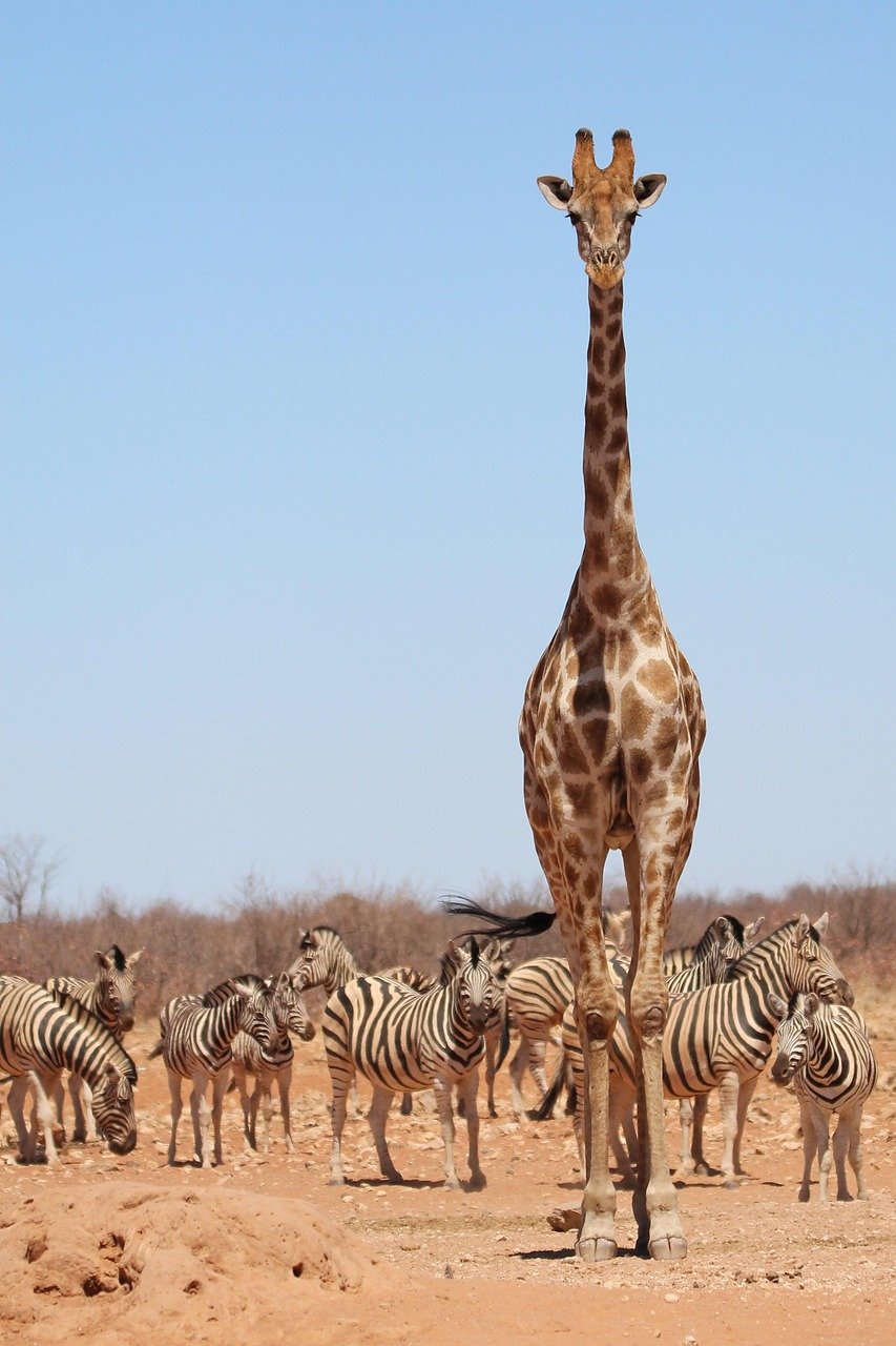 Giraffe in Ruaha National Park