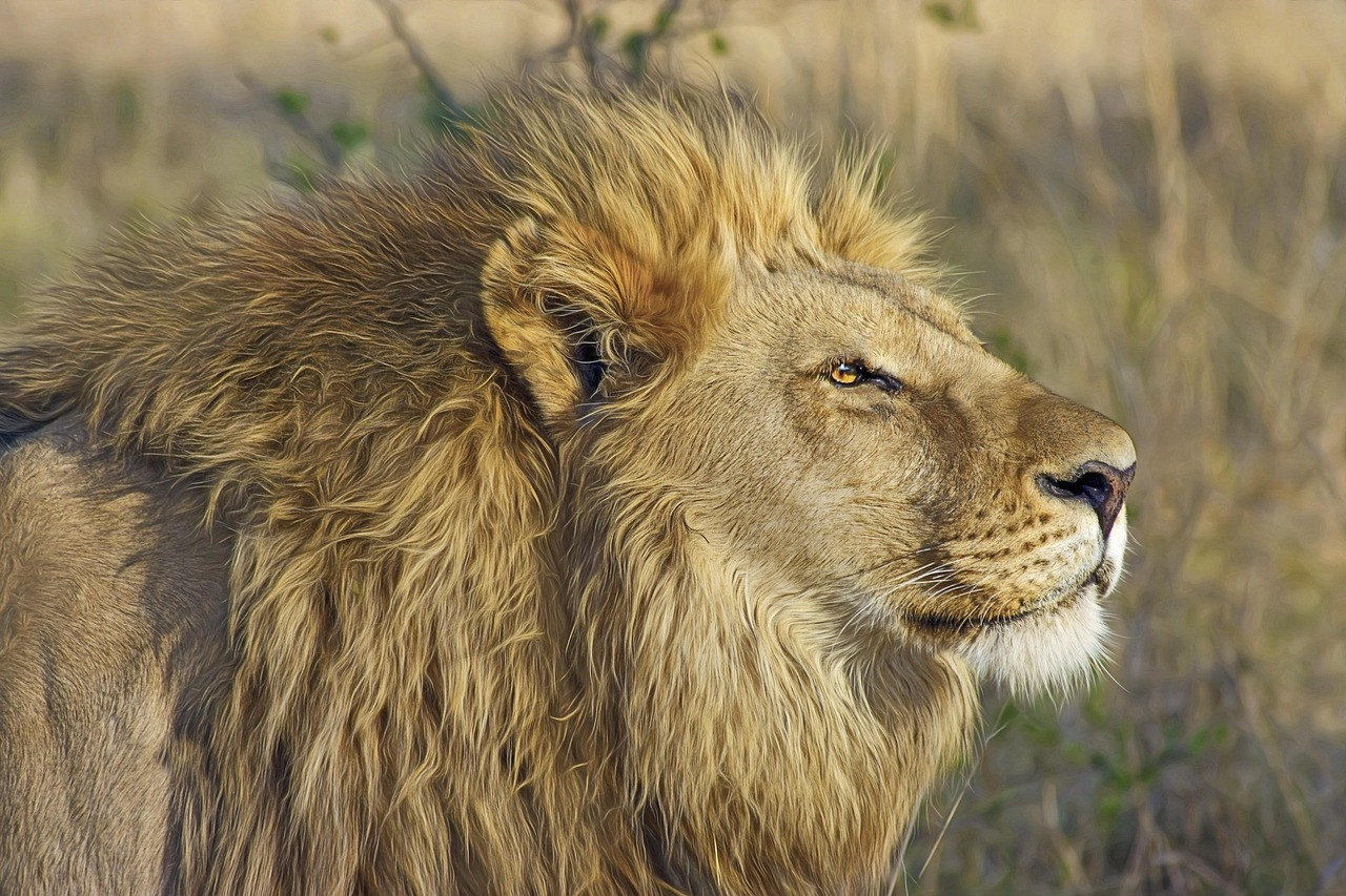 Ruaha National Park