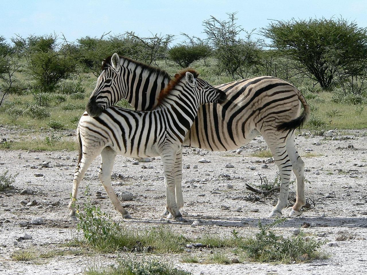Ruaha Landscape