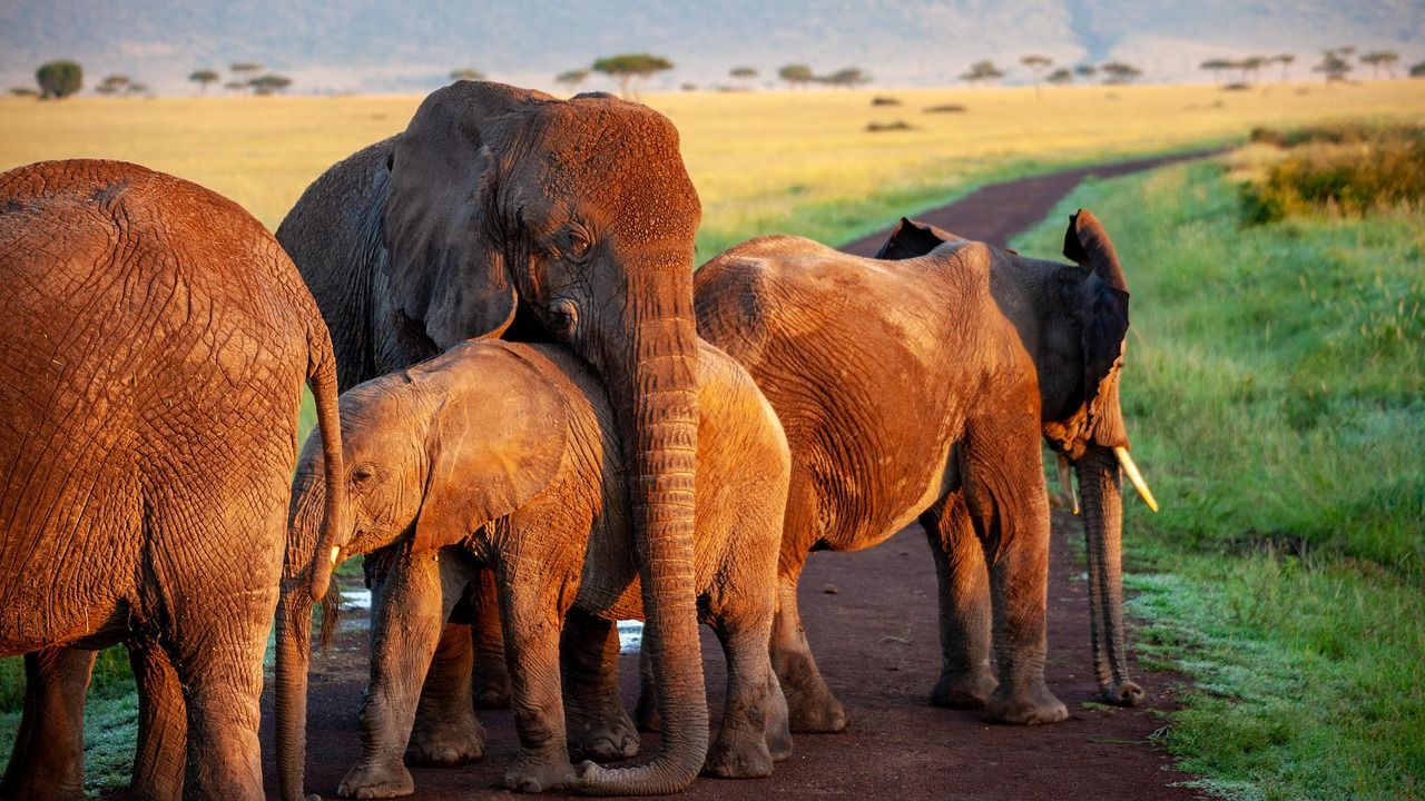 Selous Game Reserve