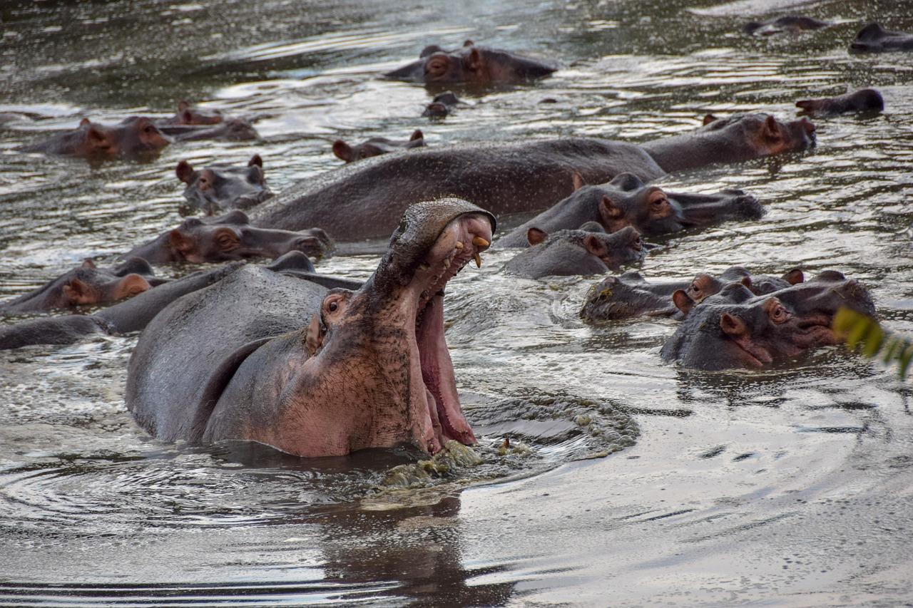 Selous Wildlife