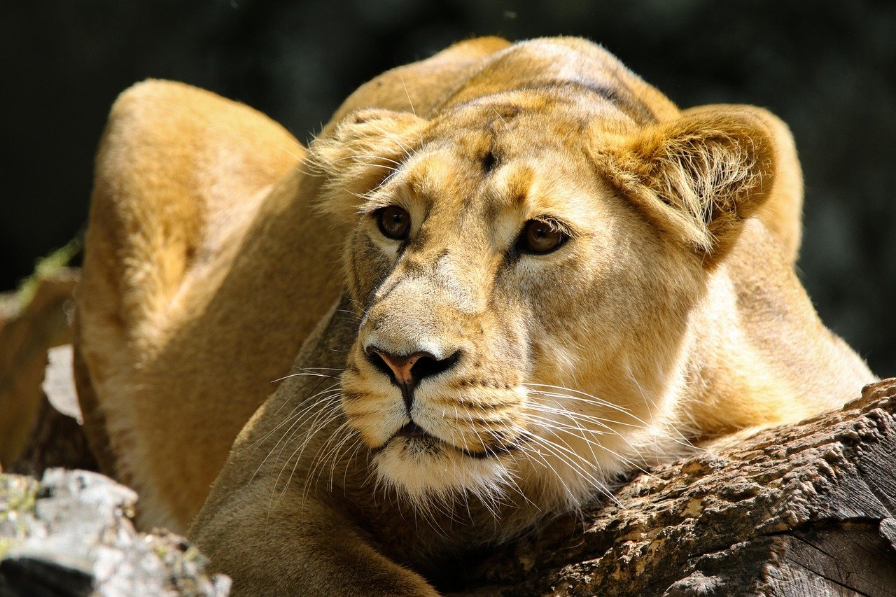 Selous Game Reserve