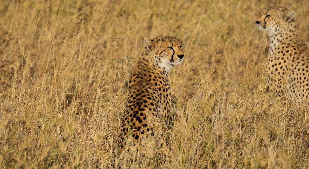 Cheetah on the hunt