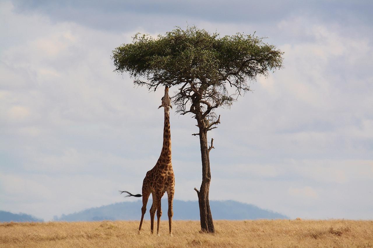 Serengeti Wildlife