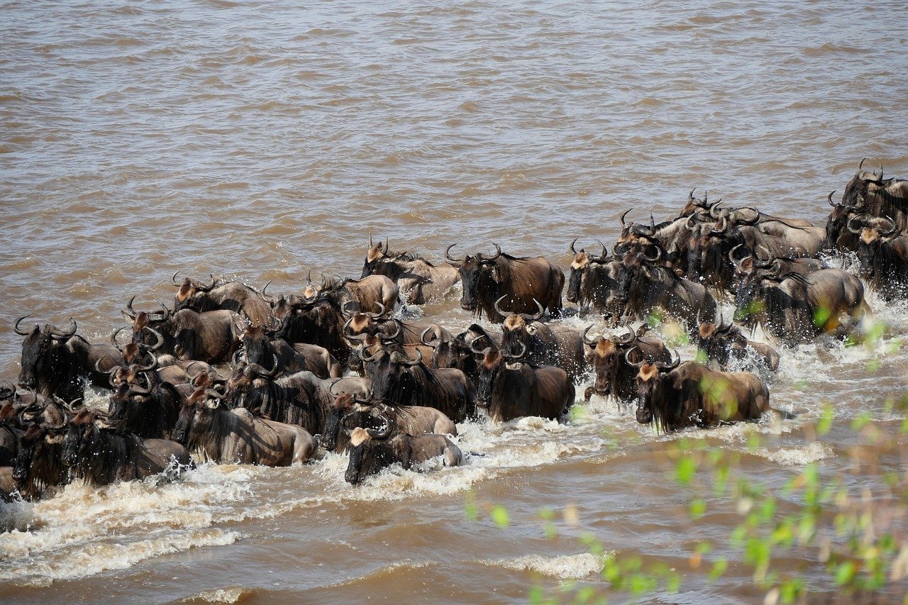 Great Migration river crossing