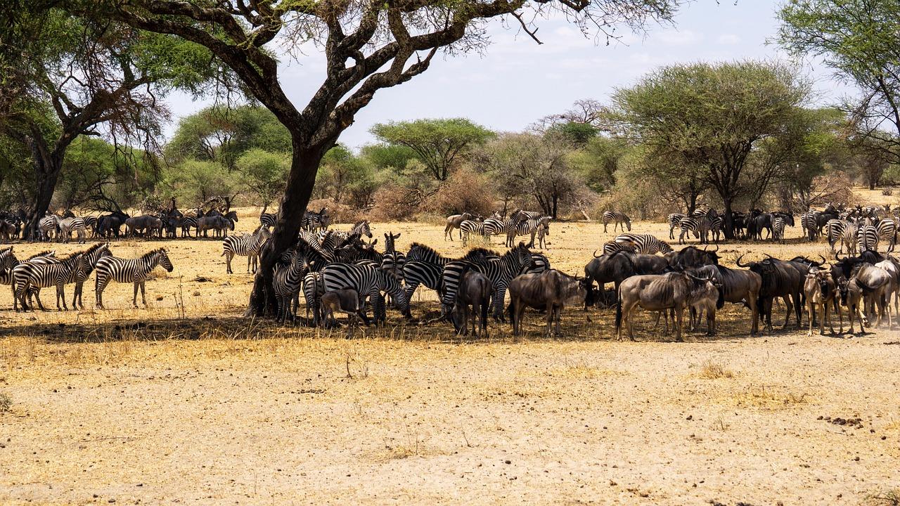 Great Migration