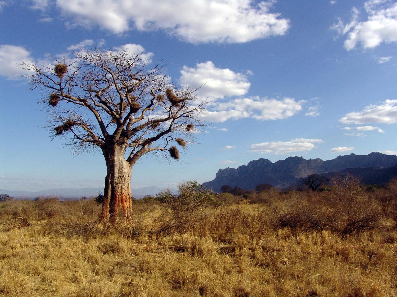 Tarangire Wildlife