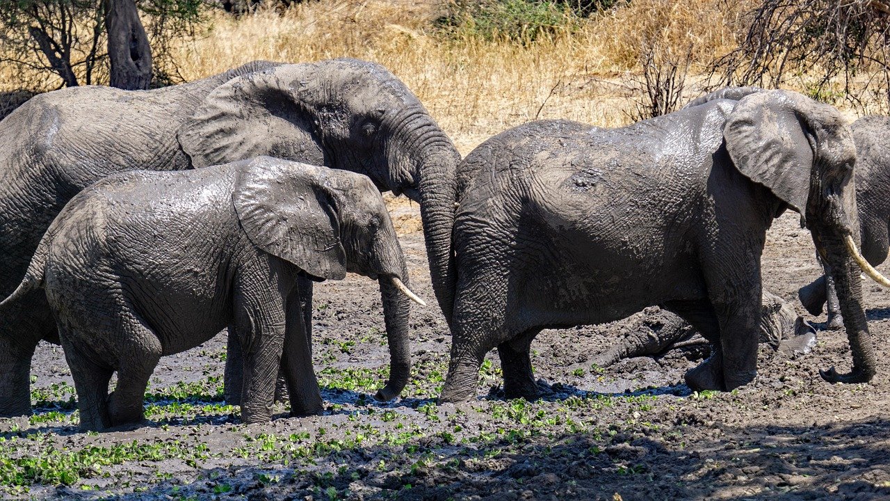Tarangire National Park