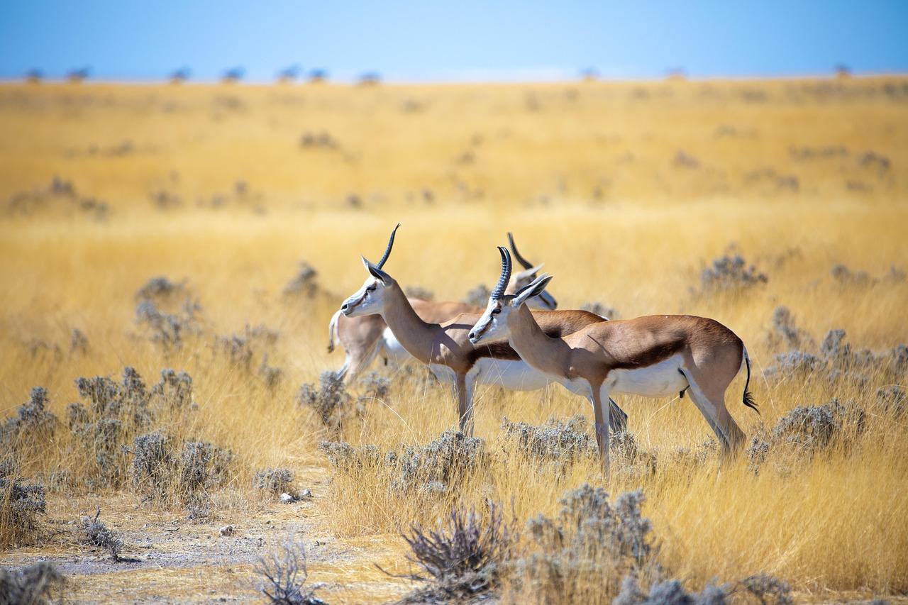 Wildlife