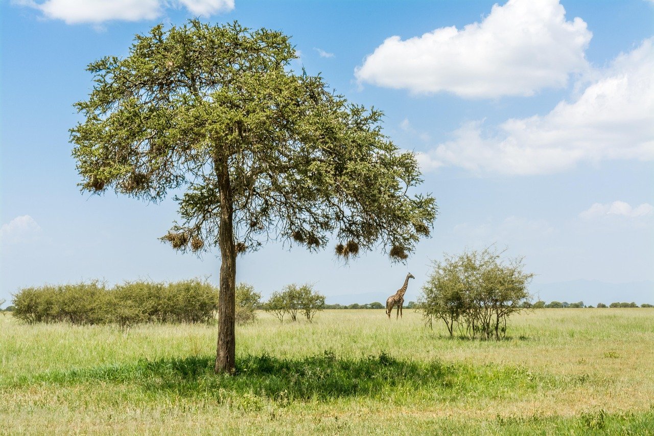 Safari scene 2