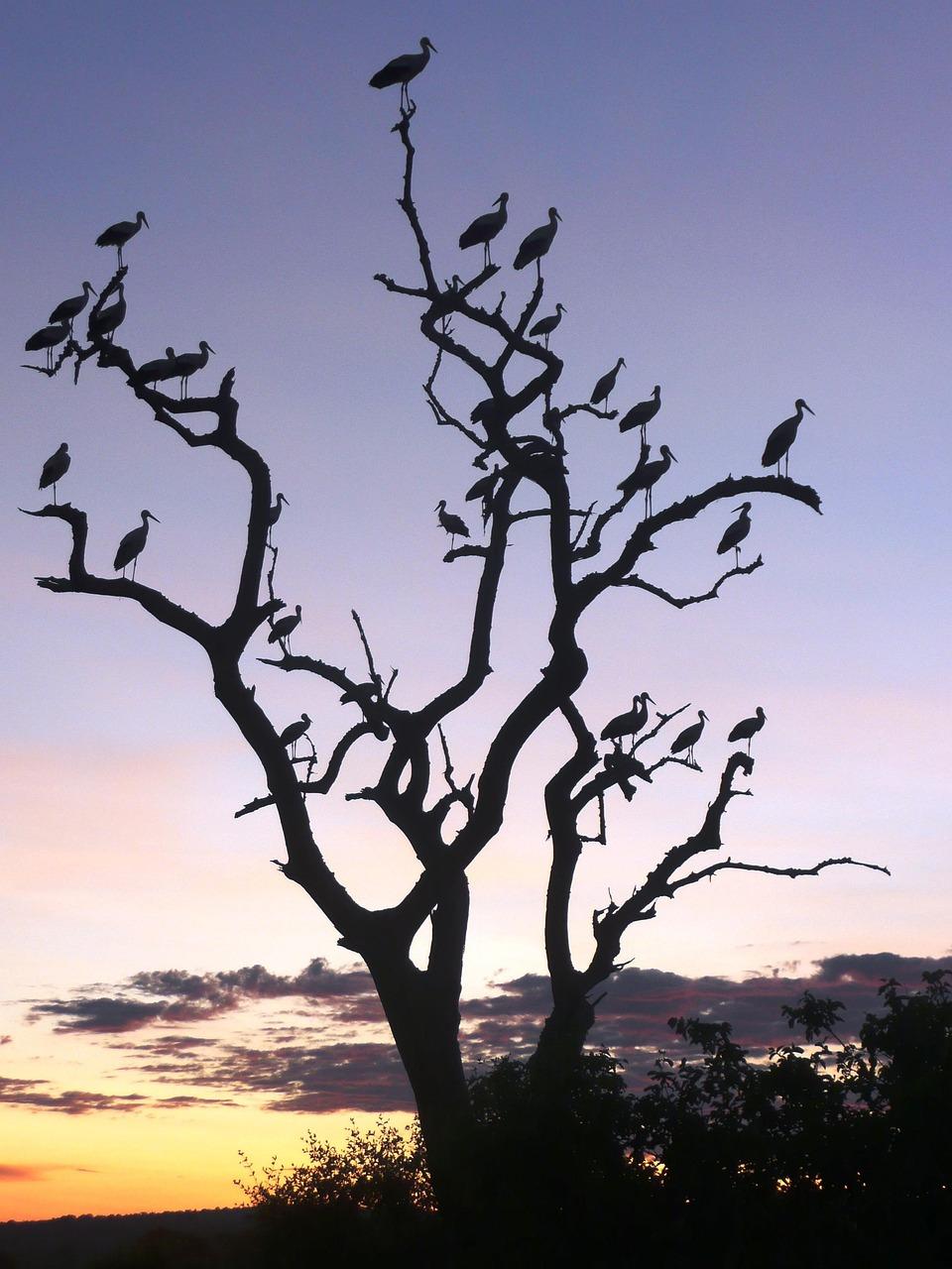 Birds