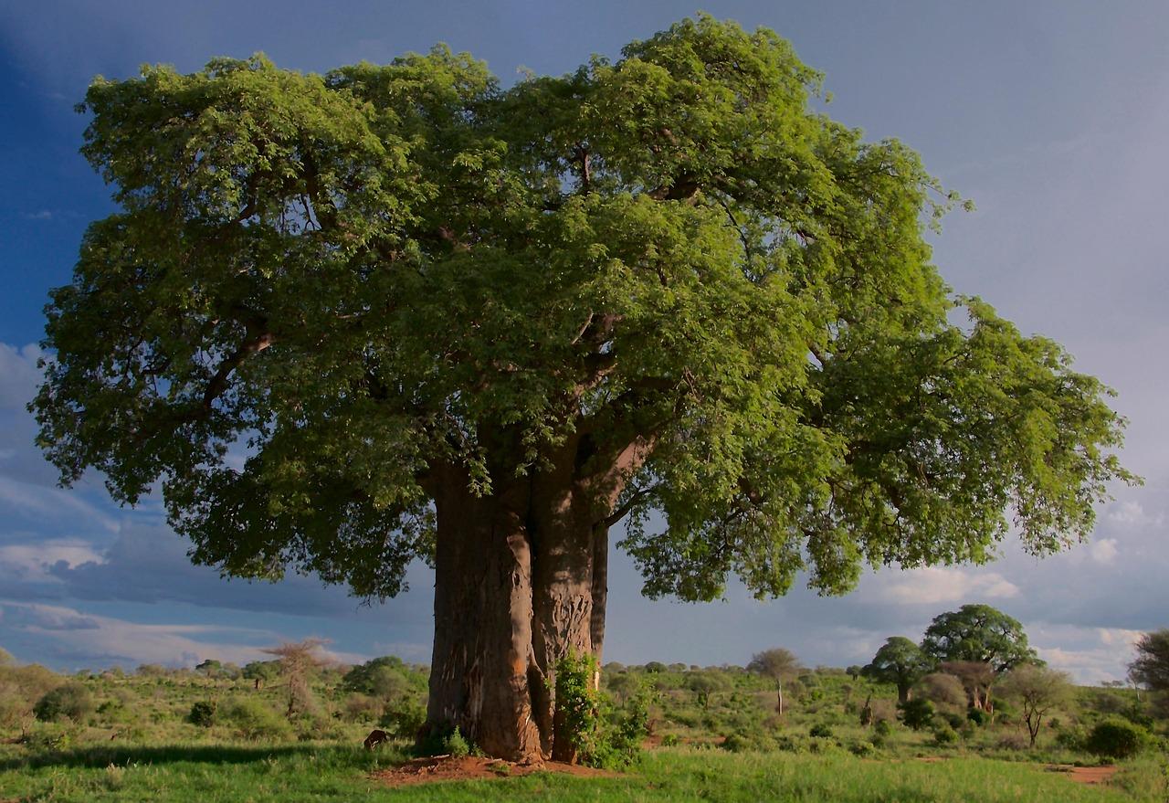 Tarangire Landscape