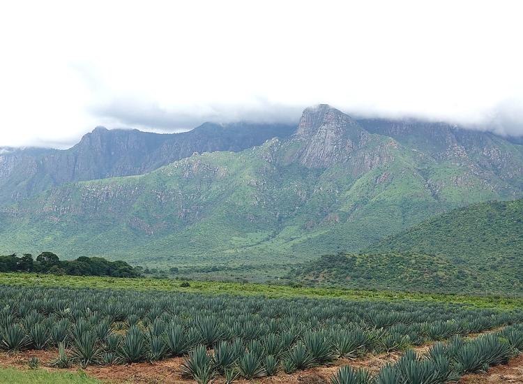 Usambara Mountain Range