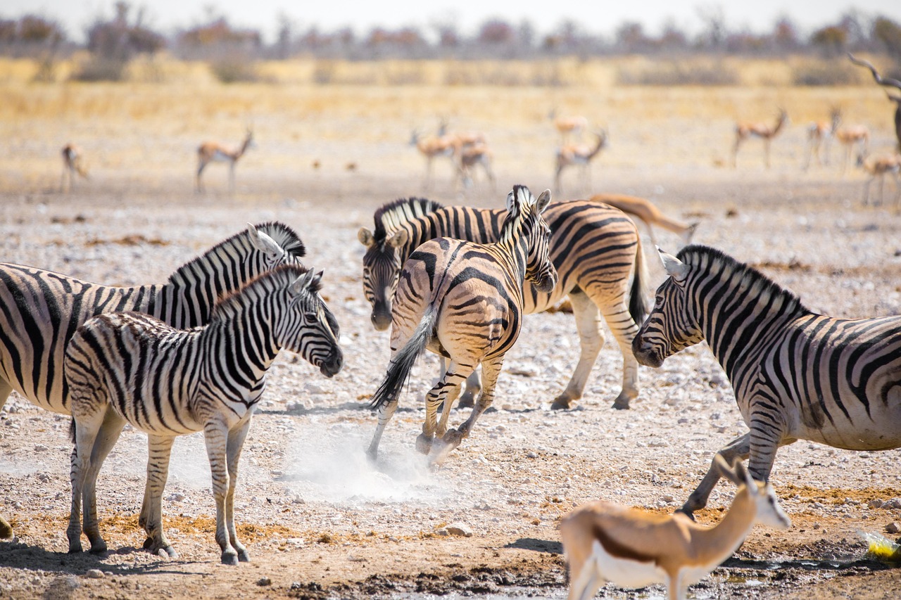 Tanzania Safari Landscape